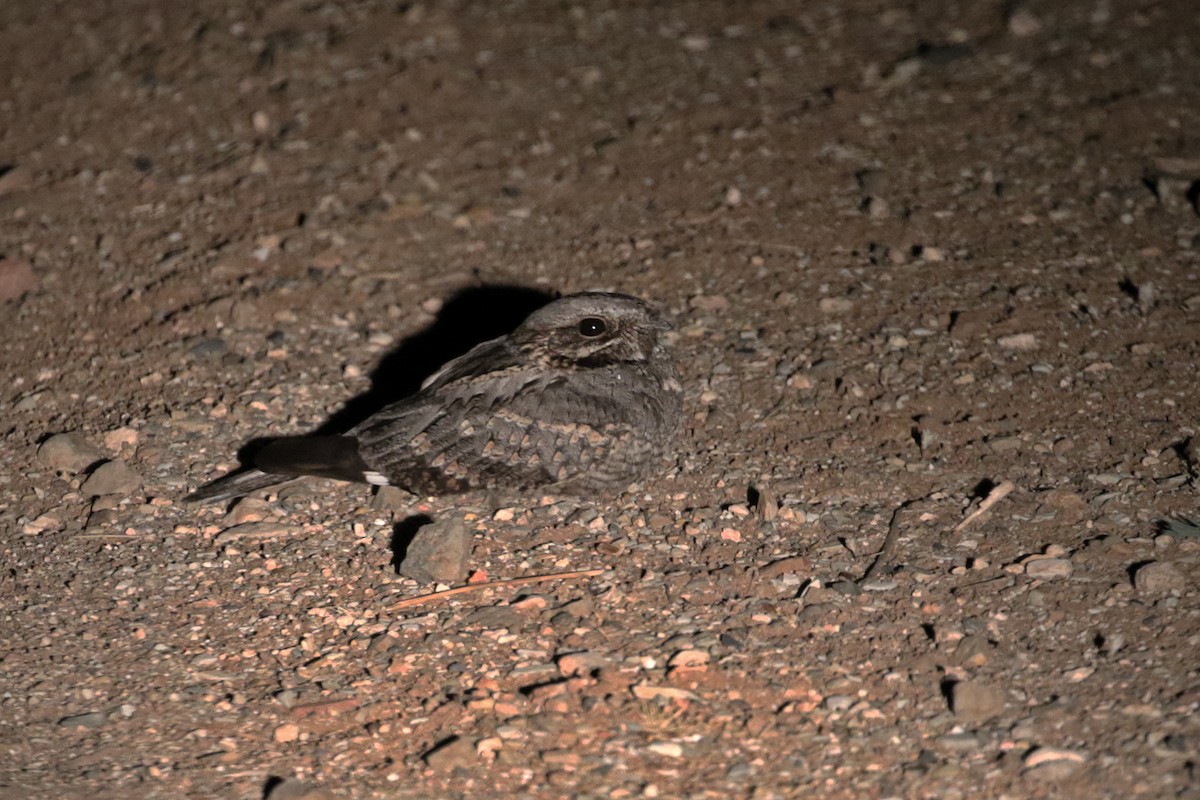 Rufous-cheeked Nightjar - Charley Hesse TROPICAL BIRDING