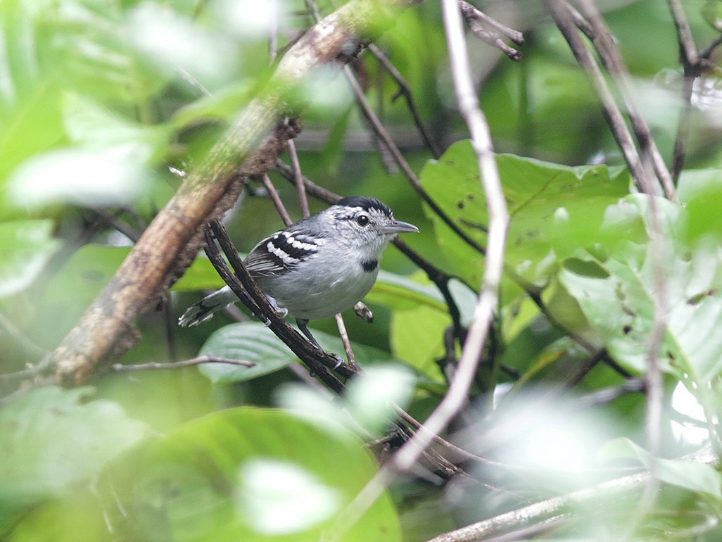 Chorozinho-de-papo-preto - eBird