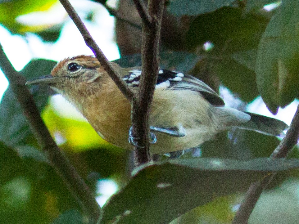 Chorozinho-de-papo-preto - eBird