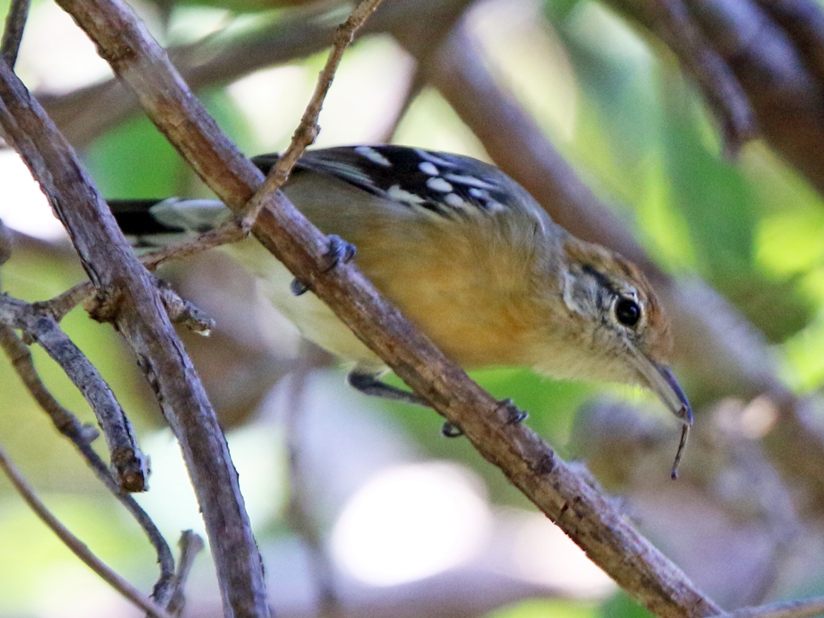 Chorozinho-de-papo-preto - eBird