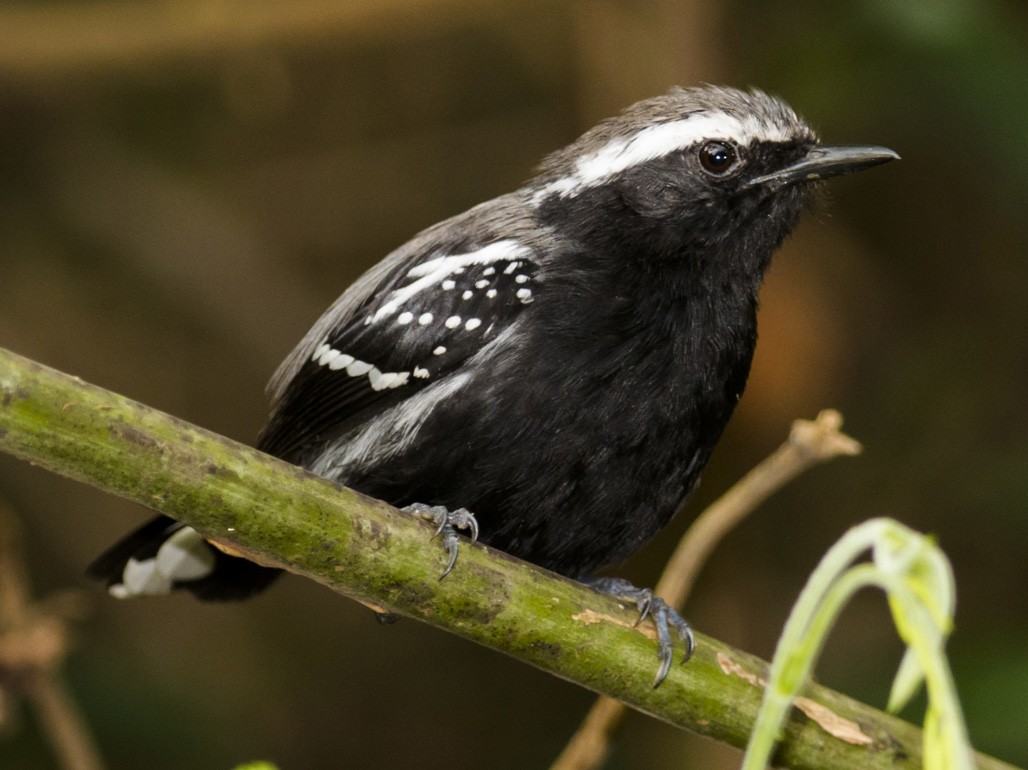 Black-bellied Antwren - Claudia Brasileiro