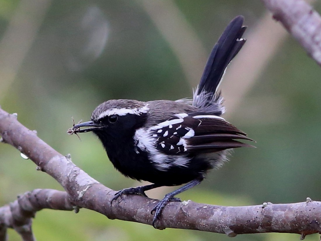 Black-bellied Antwren - Rohan van Twest