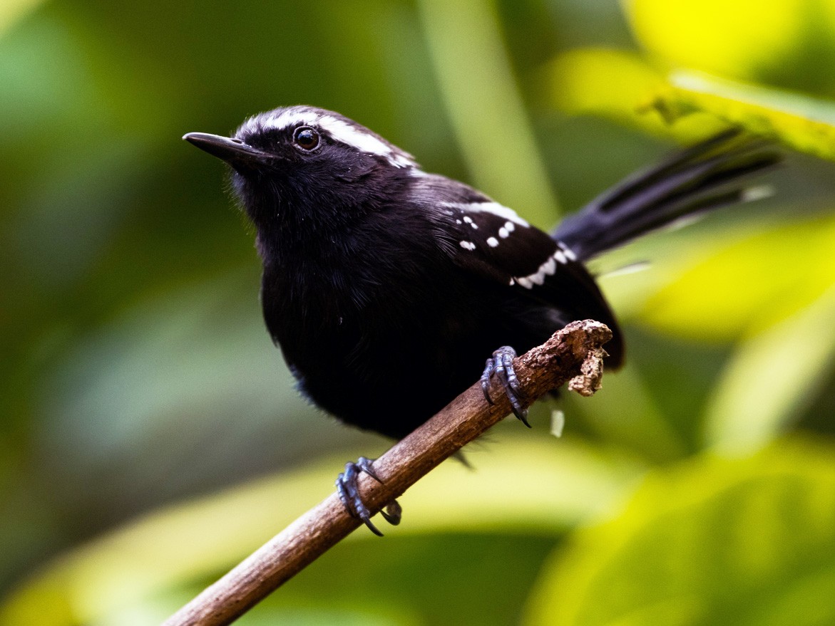 Black-bellied Antwren - Claudia Brasileiro