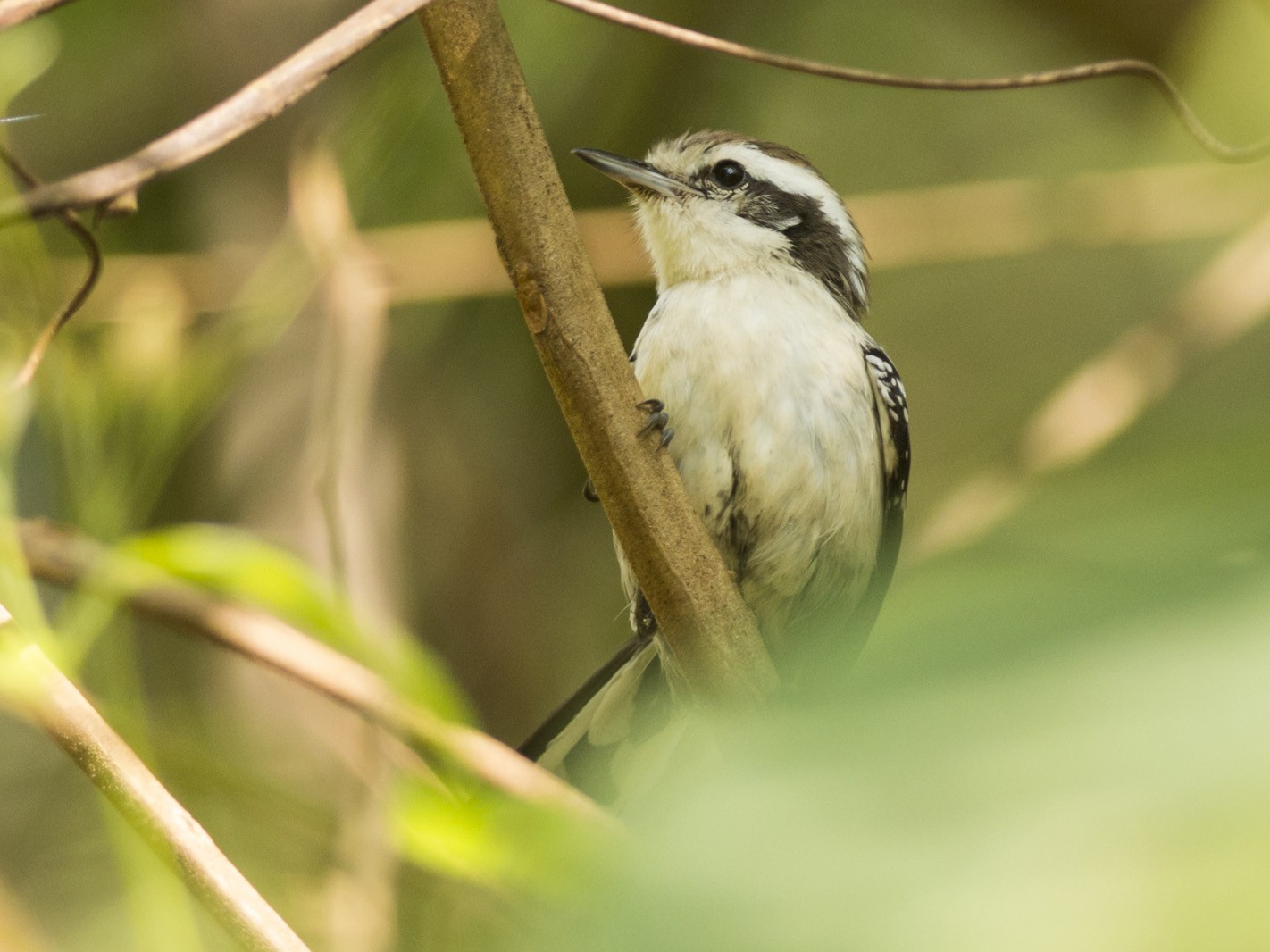 Black-bellied Antwren - Claudia Brasileiro