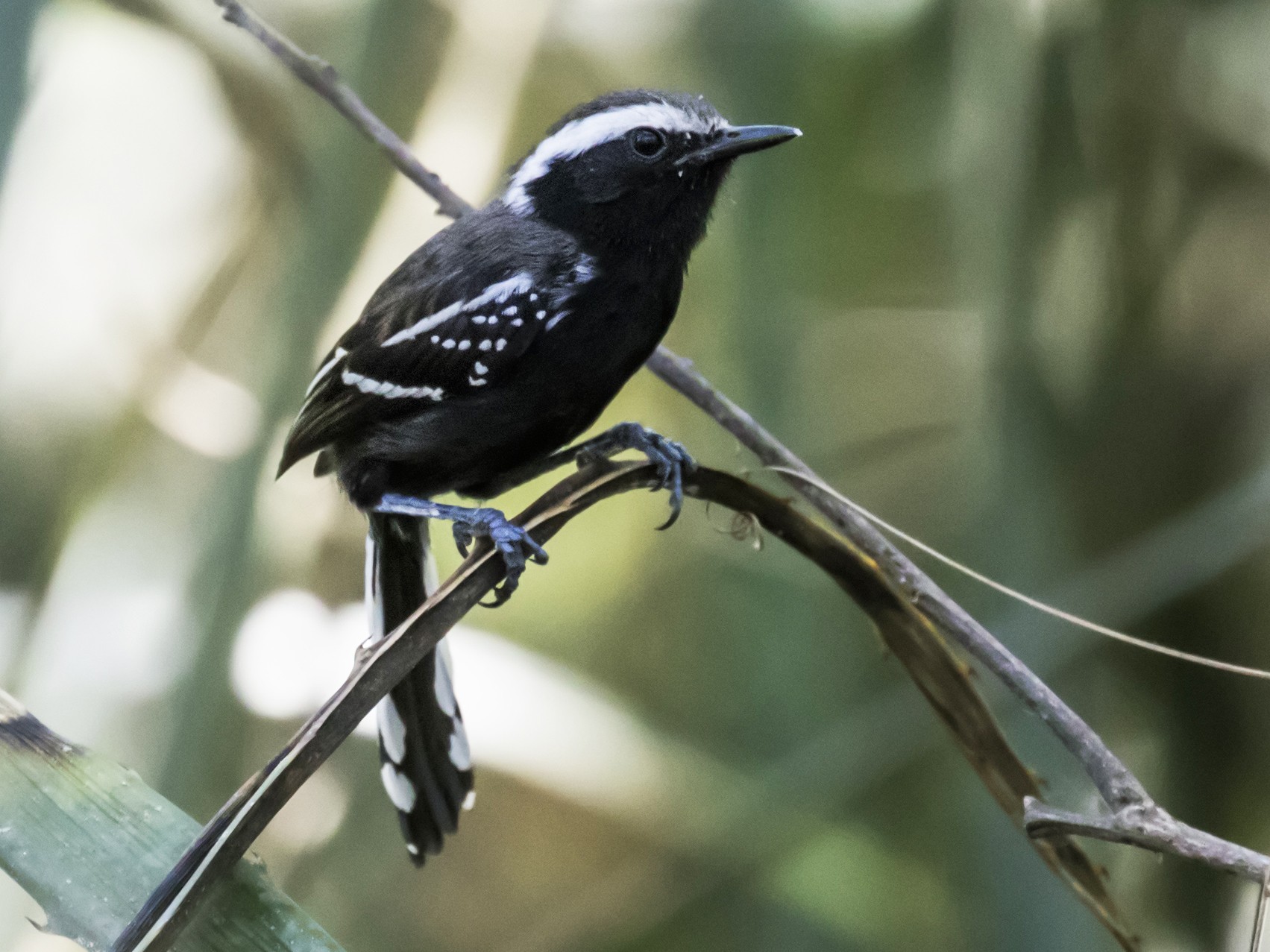 Black-bellied Antwren - Nick Athanas