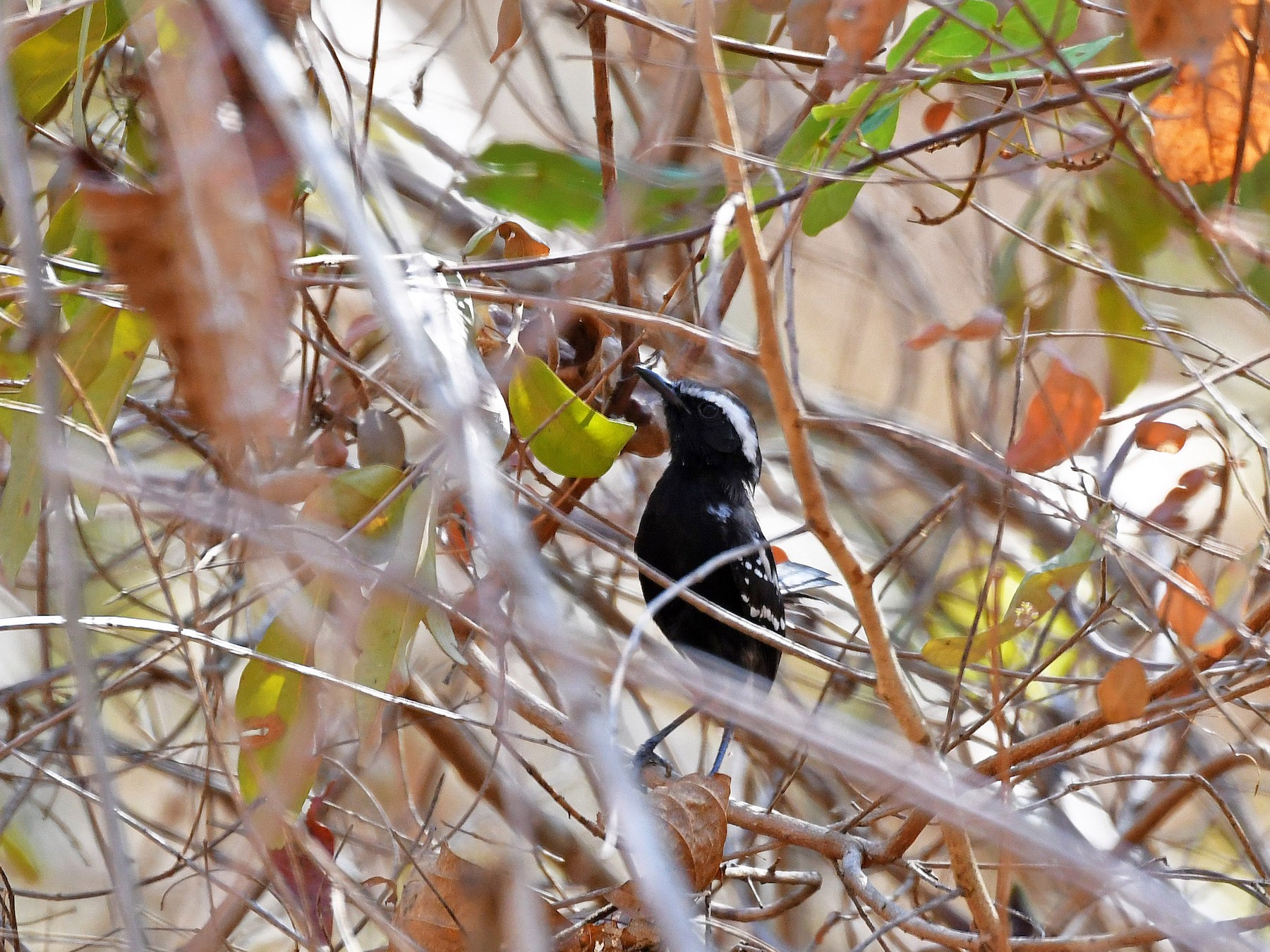 Black-bellied Antwren - Brian Henderson