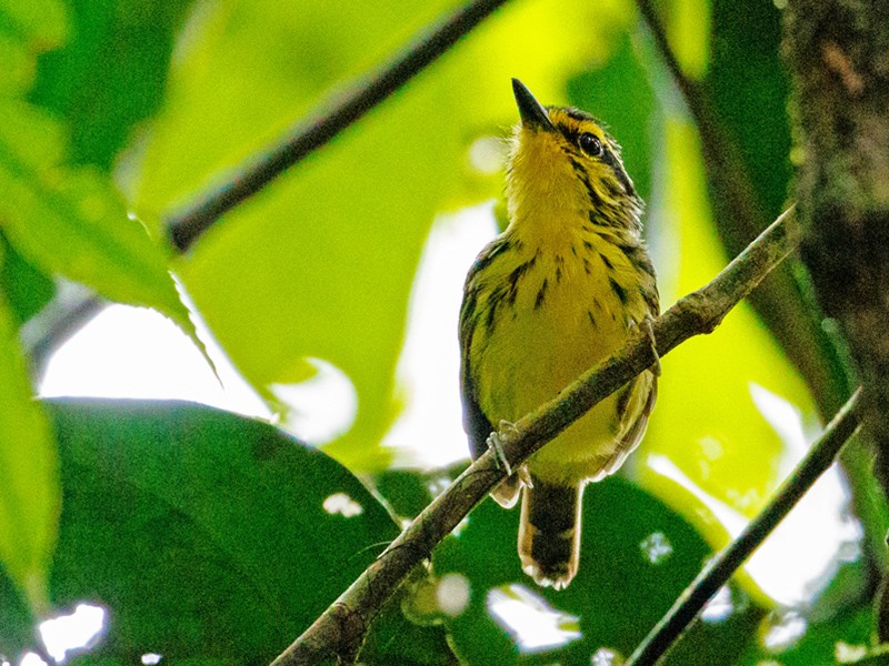 Yellow-browed Antbird - Andy Walker - Birding Ecotours