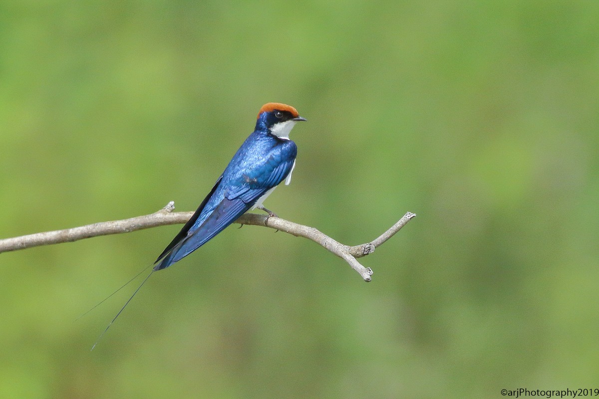 Wire-tailed Swallow - ML182264501