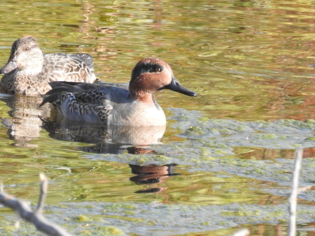 Green-winged Teal - ML182270311