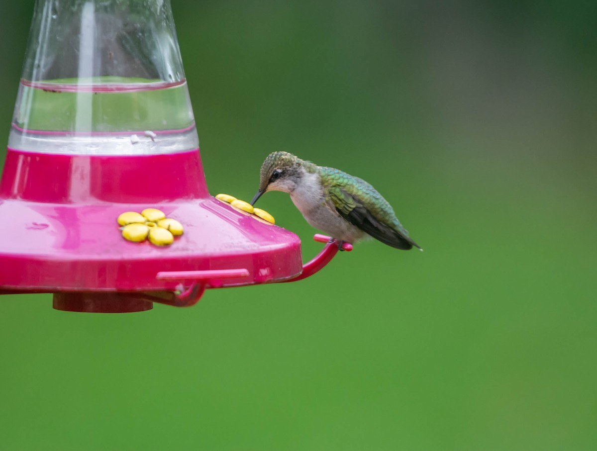 Ruby-throated Hummingbird - Jim Lukancic