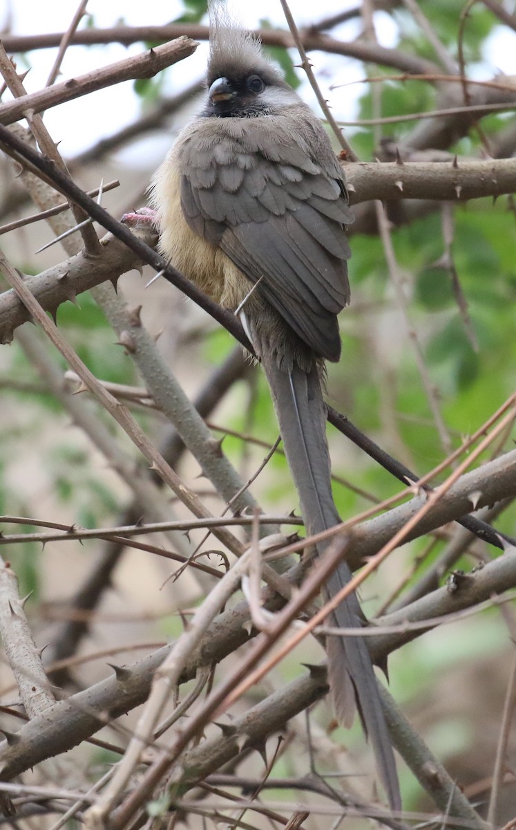 Speckled Mousebird - ML182271981