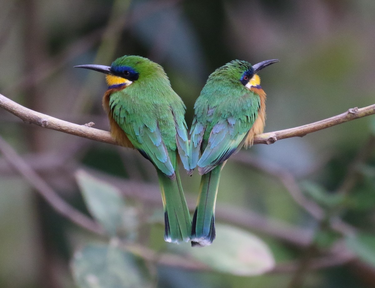 Ethiopian Bee-eater - Fikret Ataşalan