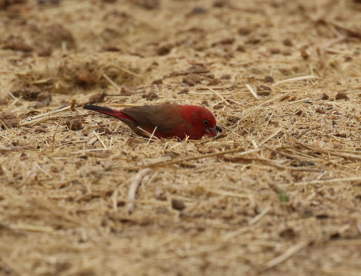 Red-billed Firefinch - Fikret Ataşalan
