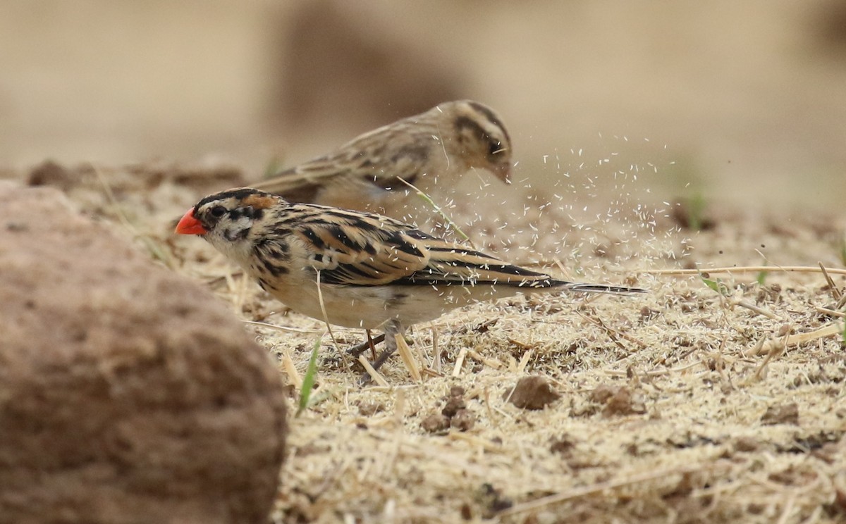 Pin-tailed Whydah - ML182272531