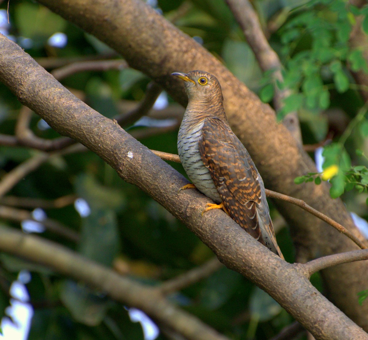 Common Cuckoo - ML182276451