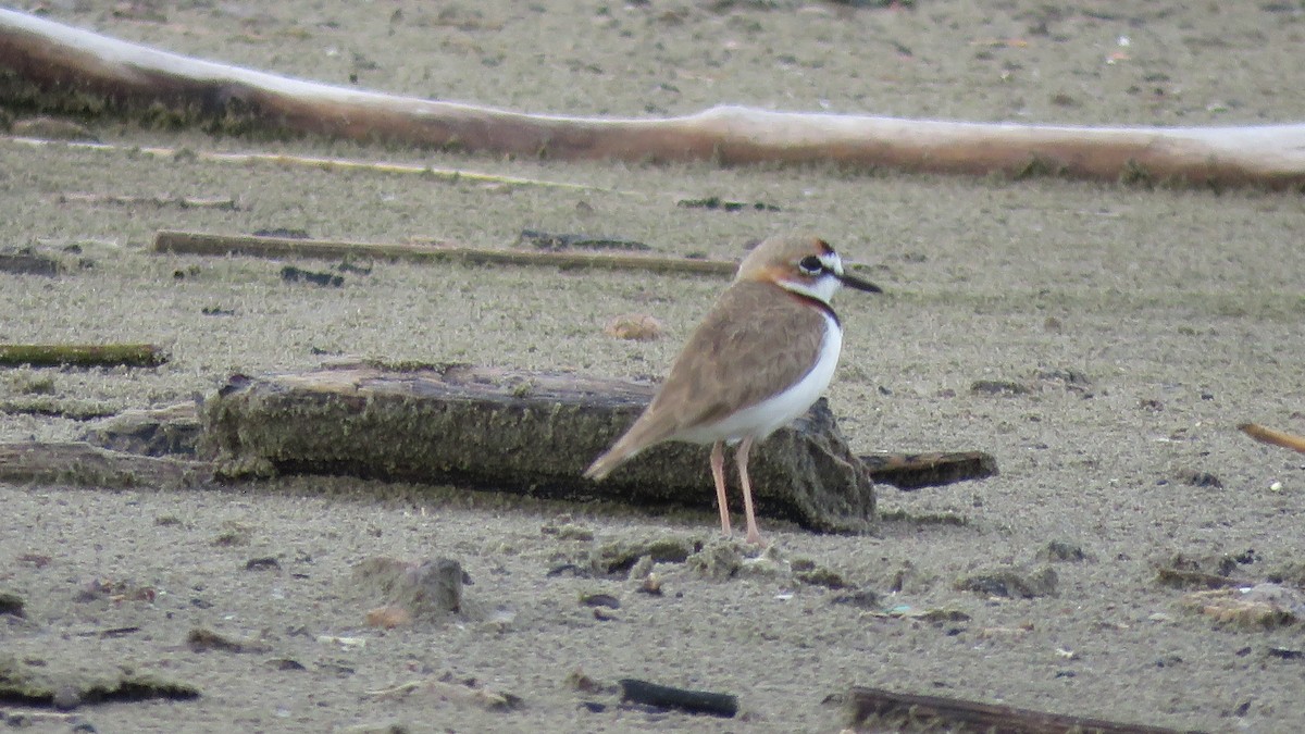 Collared Plover - ML182276921