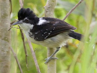 Alaca Karıncakuşu - eBird