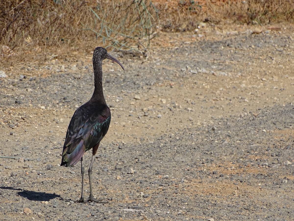 ibis hnědý - ML182281881