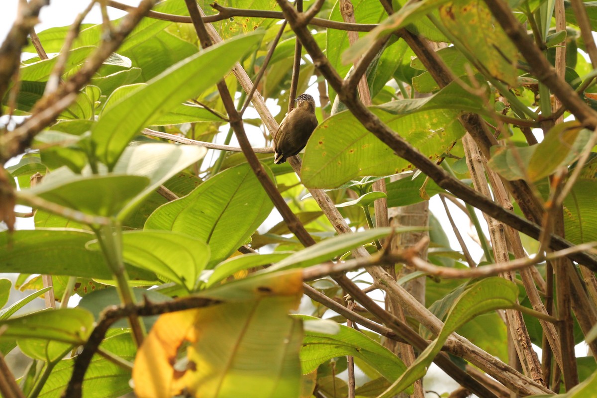 Olivaceous Piculet - ML182282381