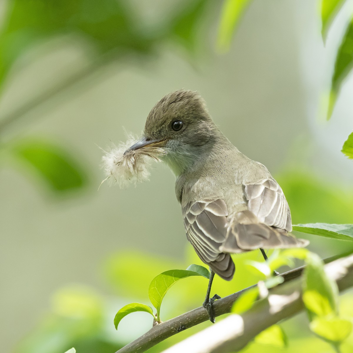Brown-crested Flycatcher - Luis Marcelo Figueiroa Andrade
