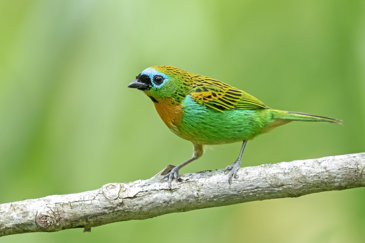 Brassy-breasted Tanager - ML182282691