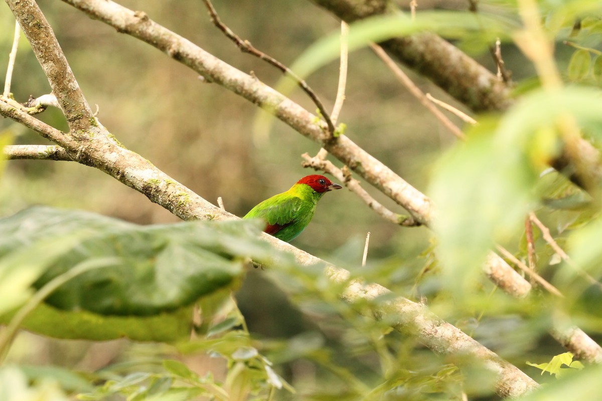 Rufous-winged Tanager - ML182282711