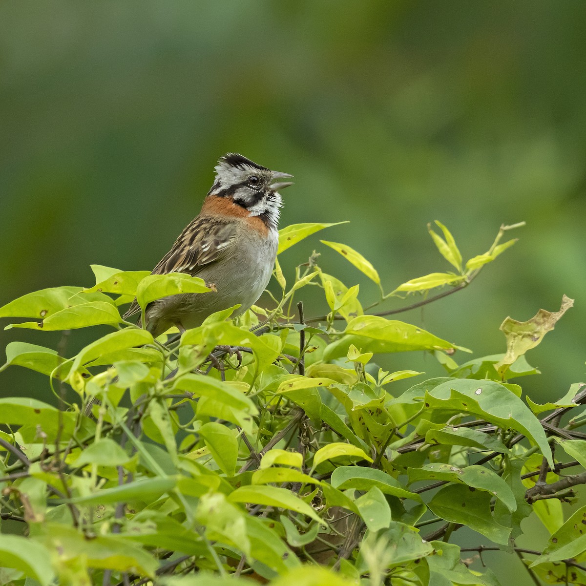 Rufous-collared Sparrow - ML182282721