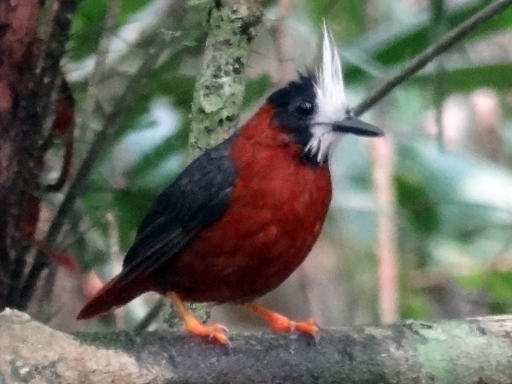 White-plumed Antbird - Tim Forrester