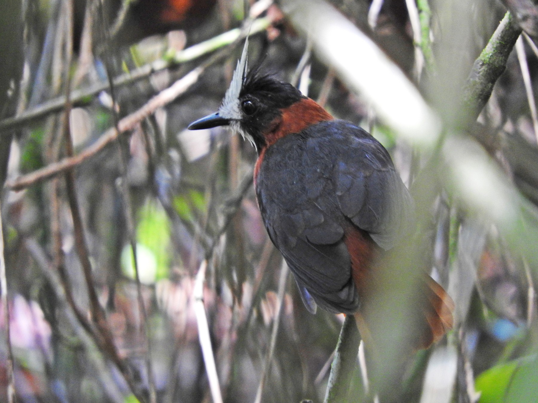 White-plumed Antbird - Chris Bell