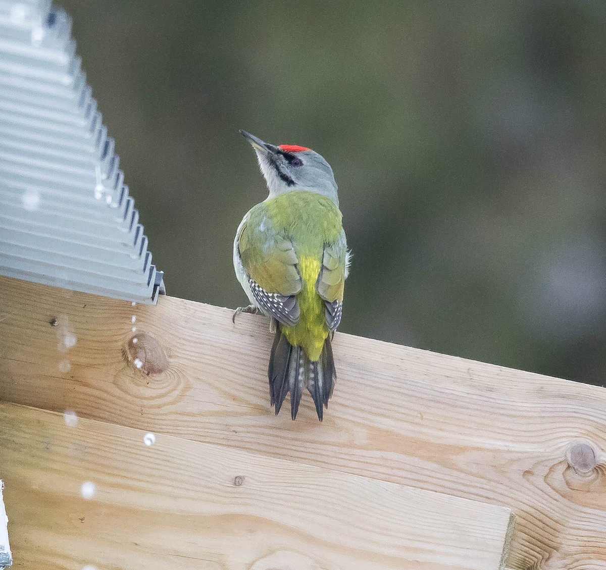 Gray-headed Woodpecker - ML182284491
