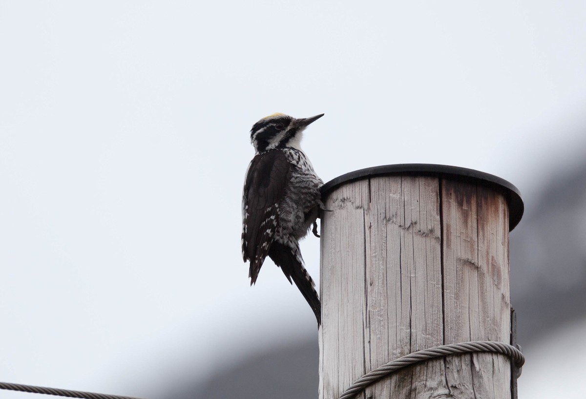 Eurasian Three-toed Woodpecker - Raymond  Birkelund