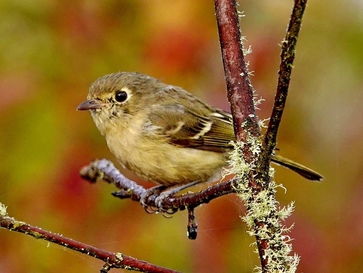 Hutton's Vireo - William Proebsting