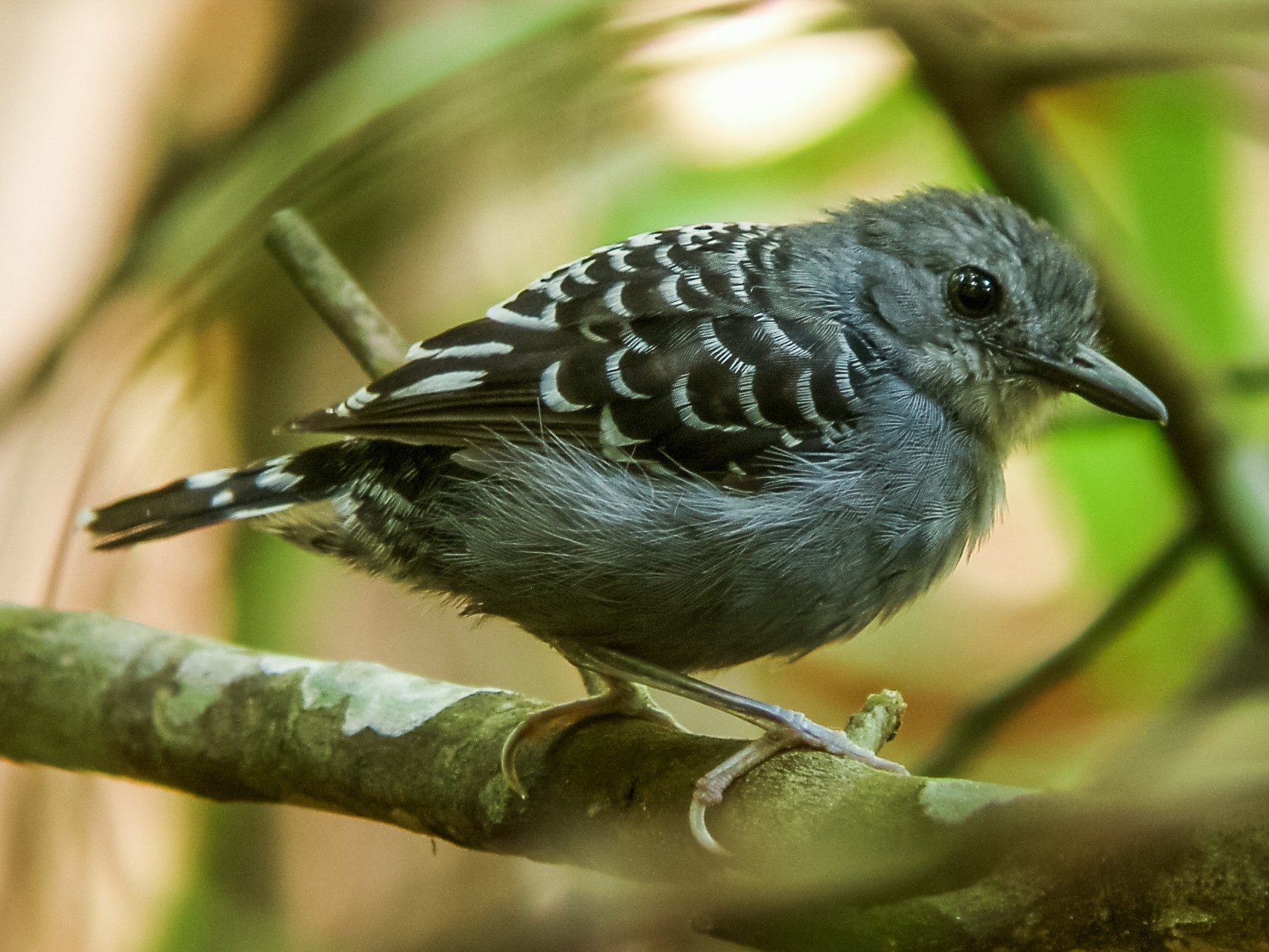 Xingu Scale-backed Antbird - Nick Athanas