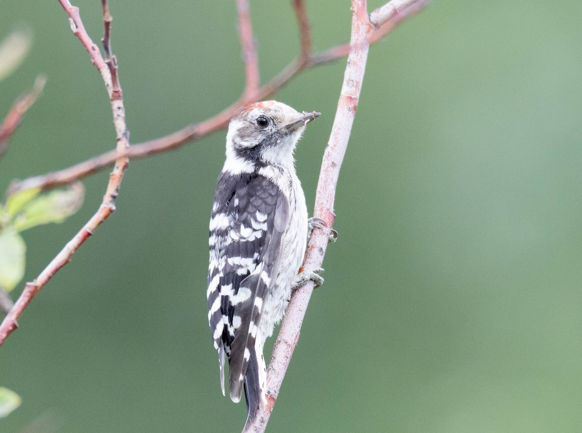 Lesser Spotted Woodpecker - Raymond  Birkelund