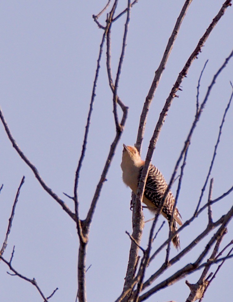 Red-bellied Woodpecker - ML182304111