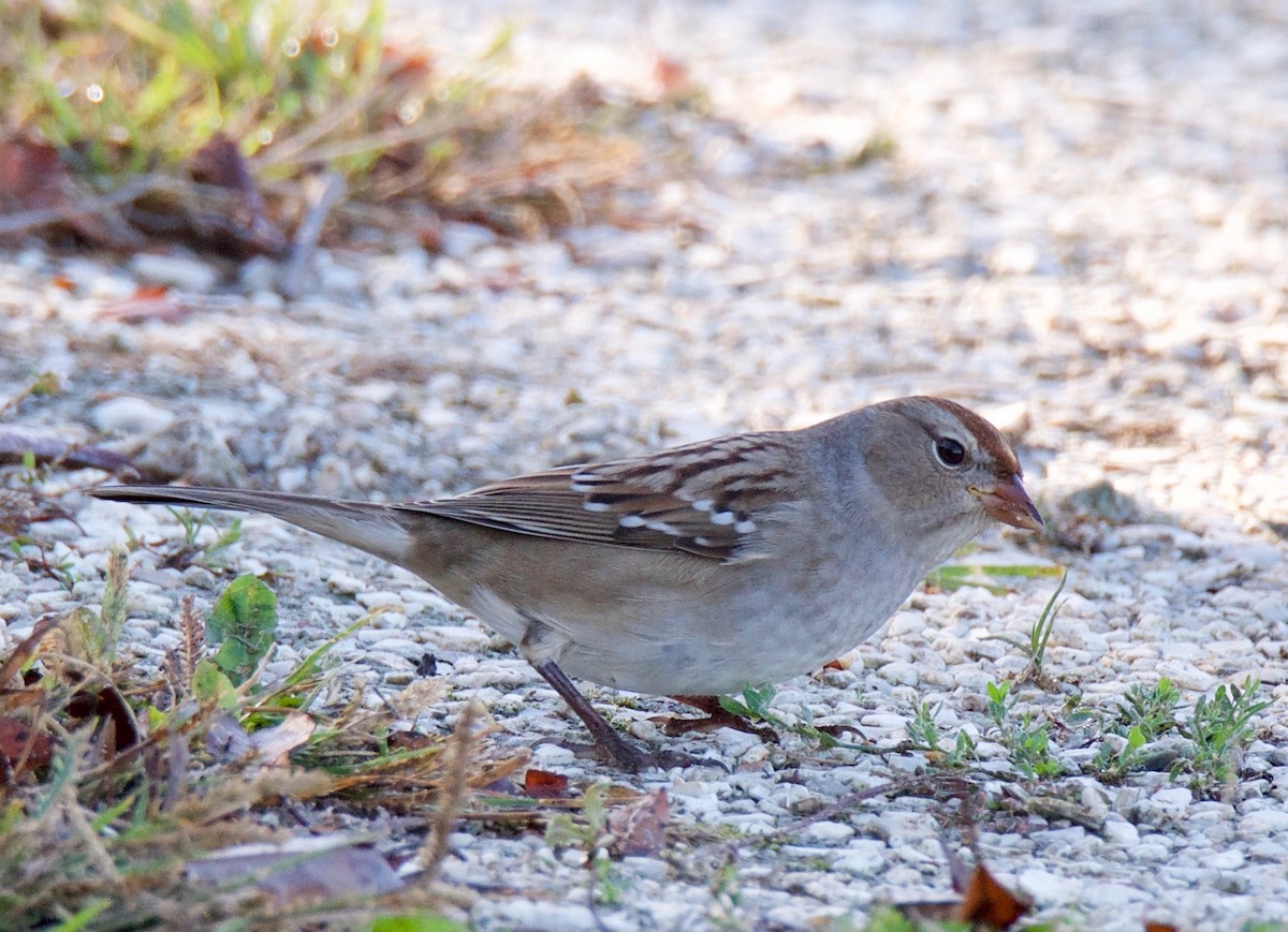 White-crowned Sparrow - Marcia Balestri