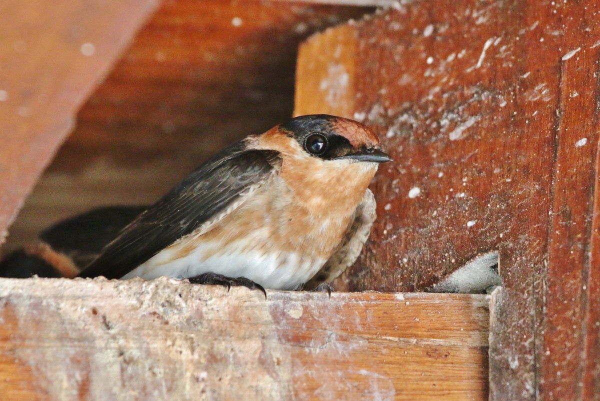 Cave Swallow (Caribbean) - Suzanne O'Rourke