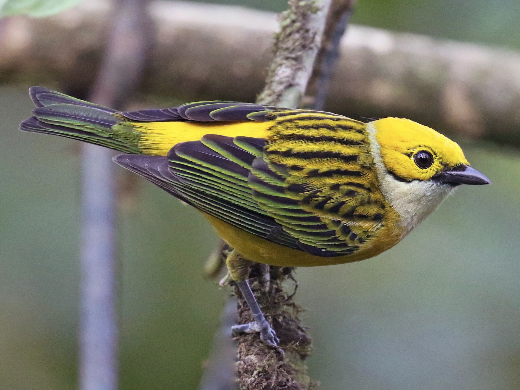 Silver-throated Tanager - Paul Koker