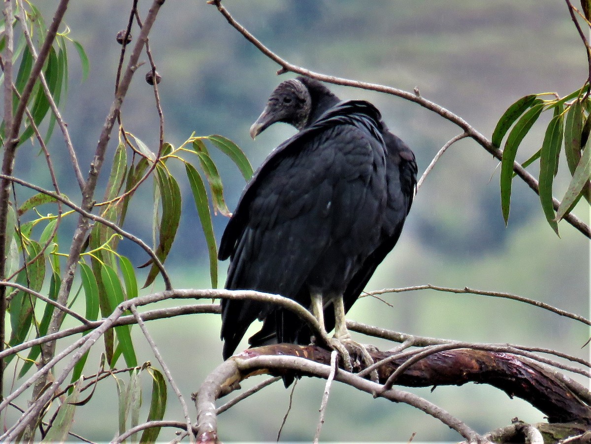 Black Vulture - Michel Turcot