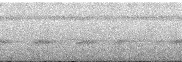holub tenkozobý - ML182316