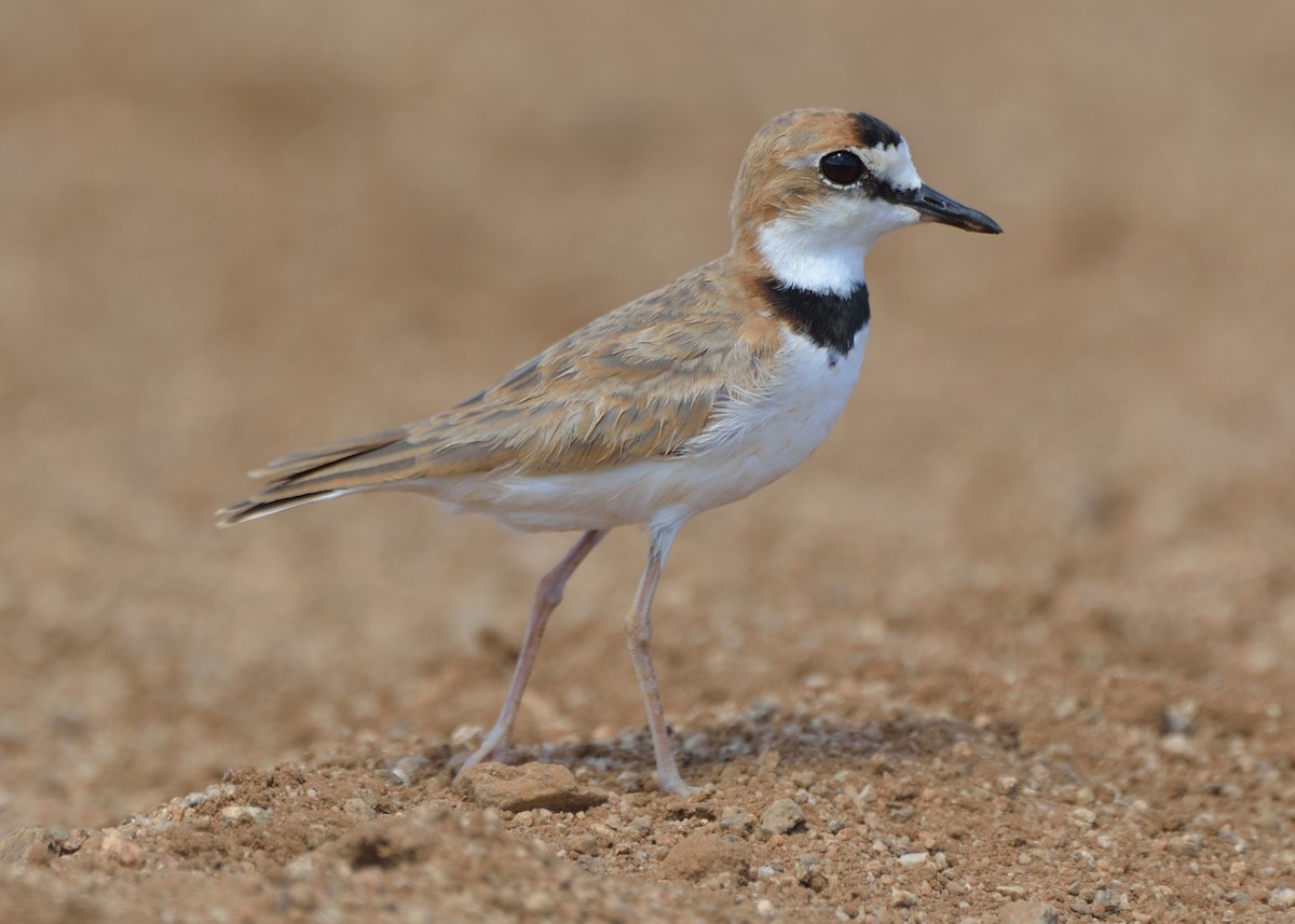 Collared Plover - ML182316631