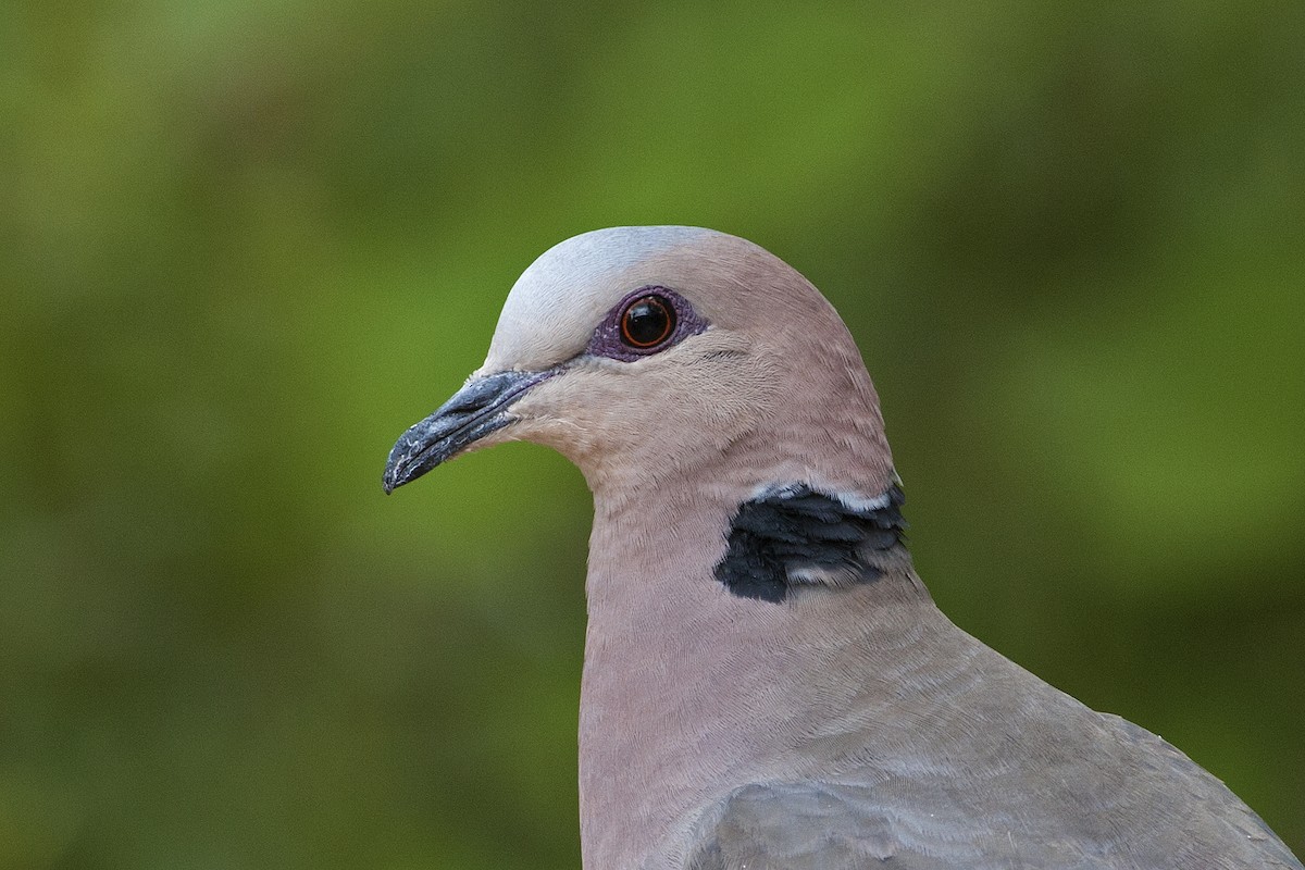 Red-eyed Dove - ML182317581