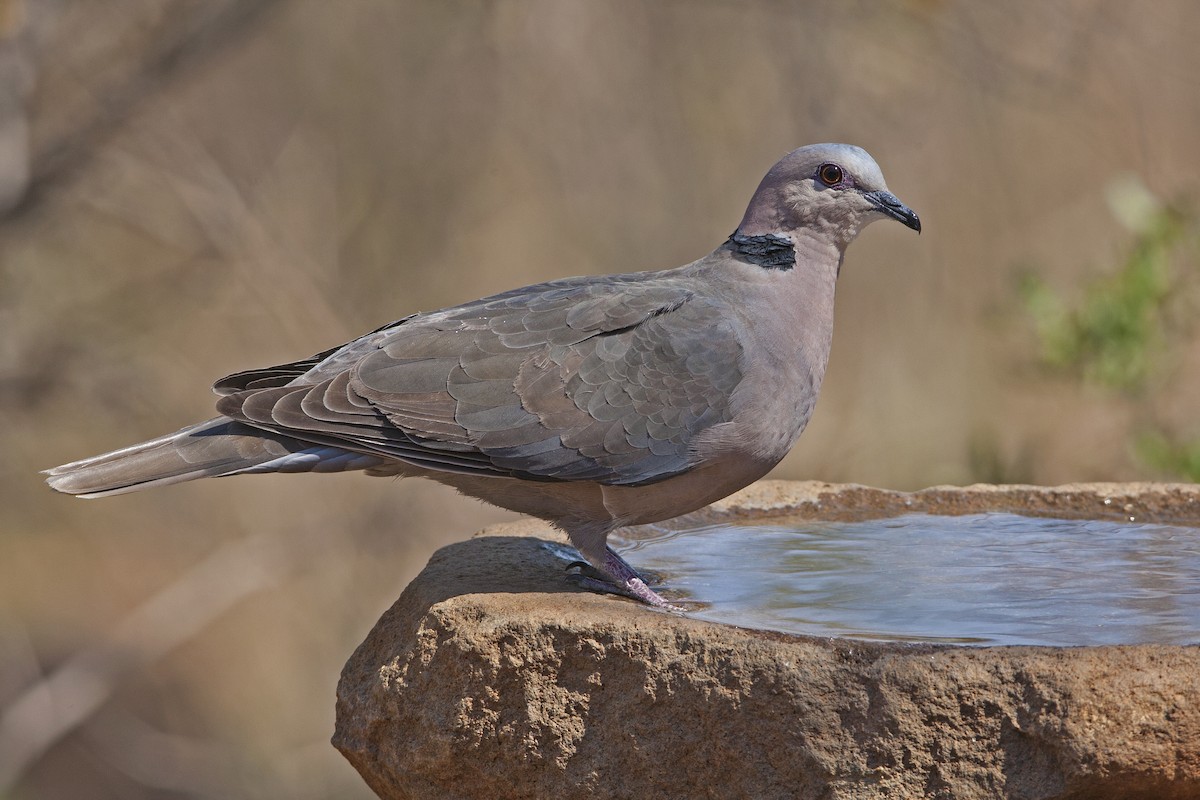 Red-eyed Dove - ML182317631