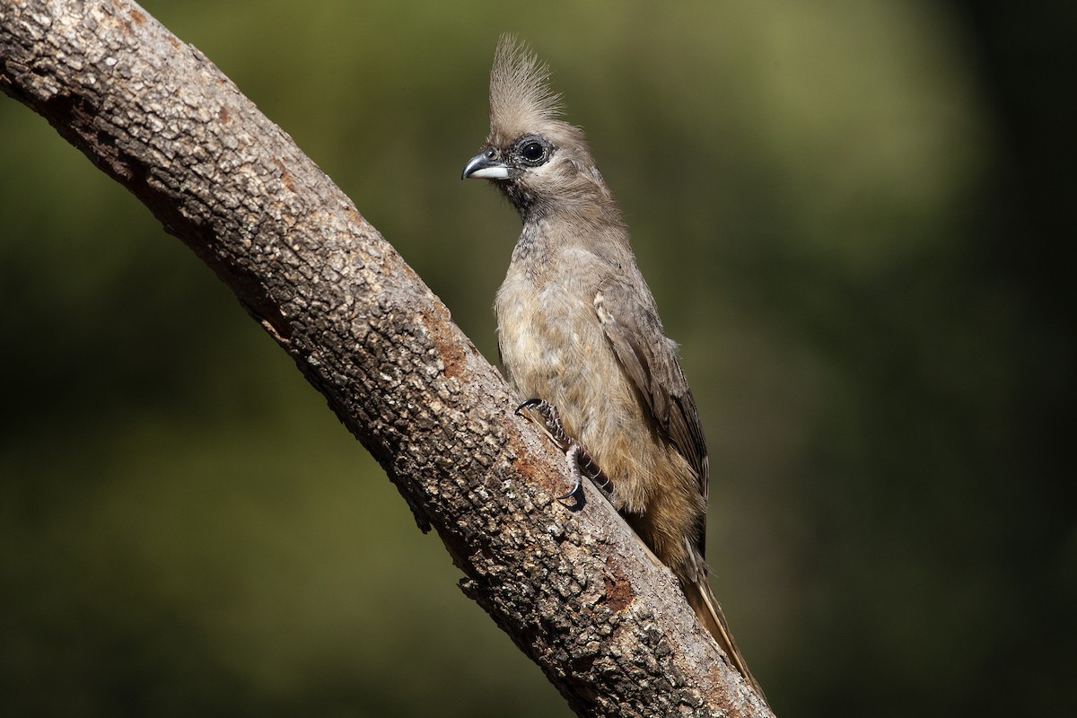Speckled Mousebird - ML182317991