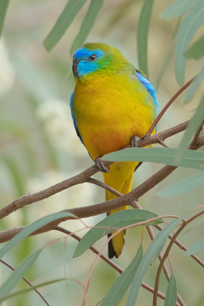 Turquoise Parrot - JJ Harrison