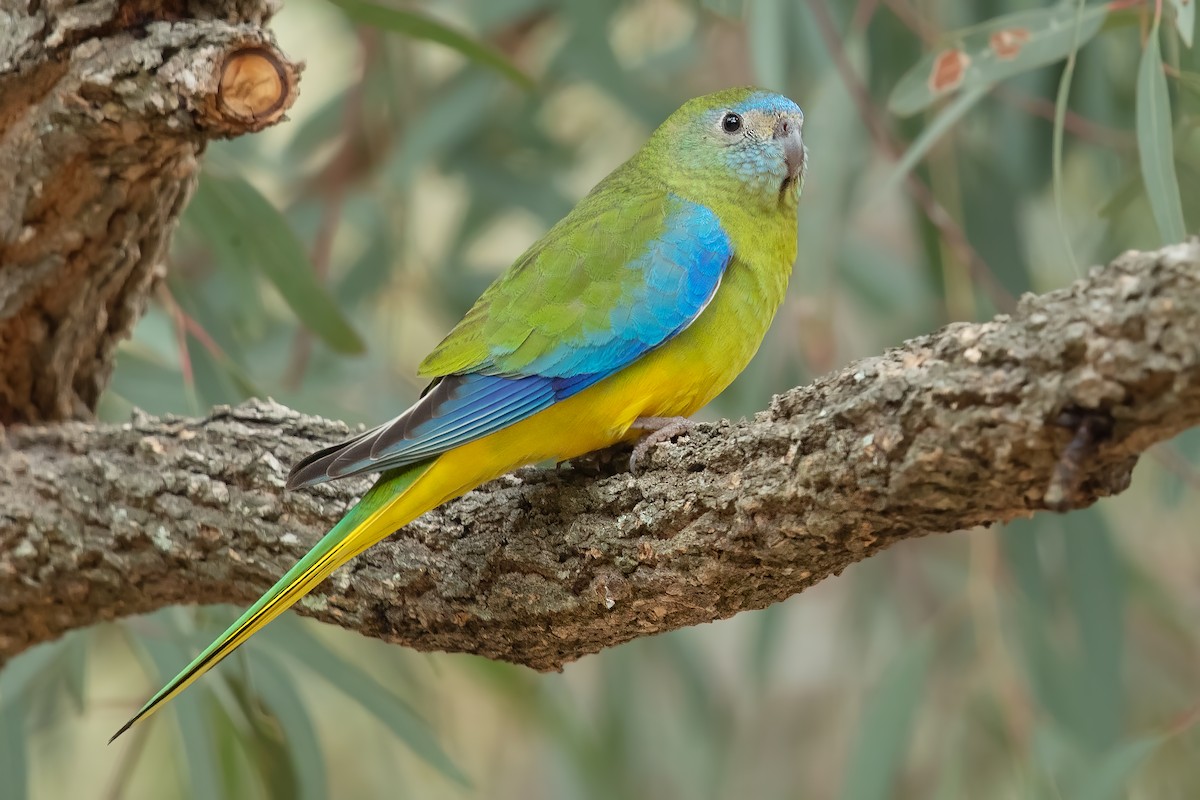 Turquoise Parrot - ML182318091