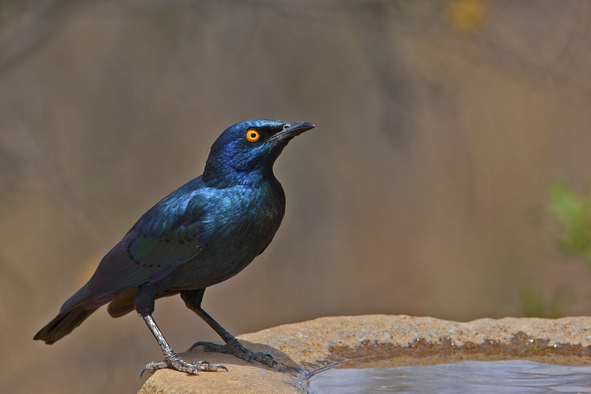 Cape Starling - Dean Polley