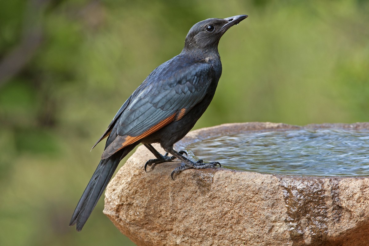 Red-winged Starling - Dean Polley