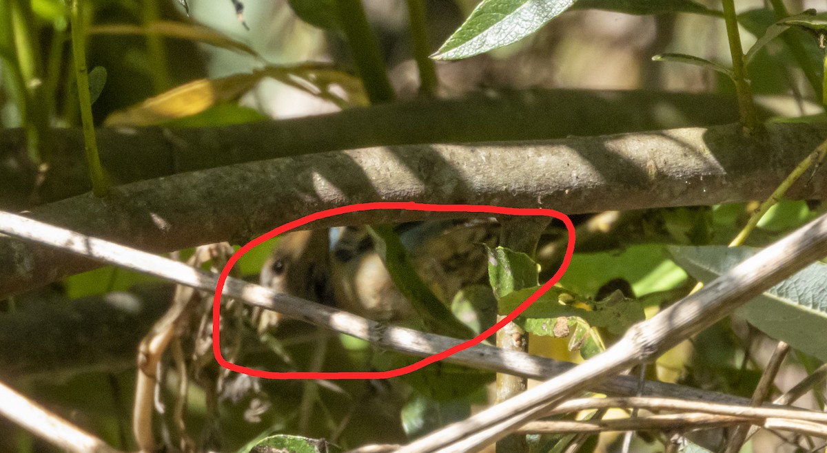 eBird Checklist - 15 Oct 2019 - Lila Keiser Park/Morro Creek - 23 species