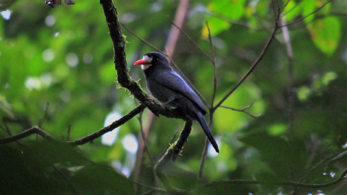 White-fronted Nunbird - Anonymous